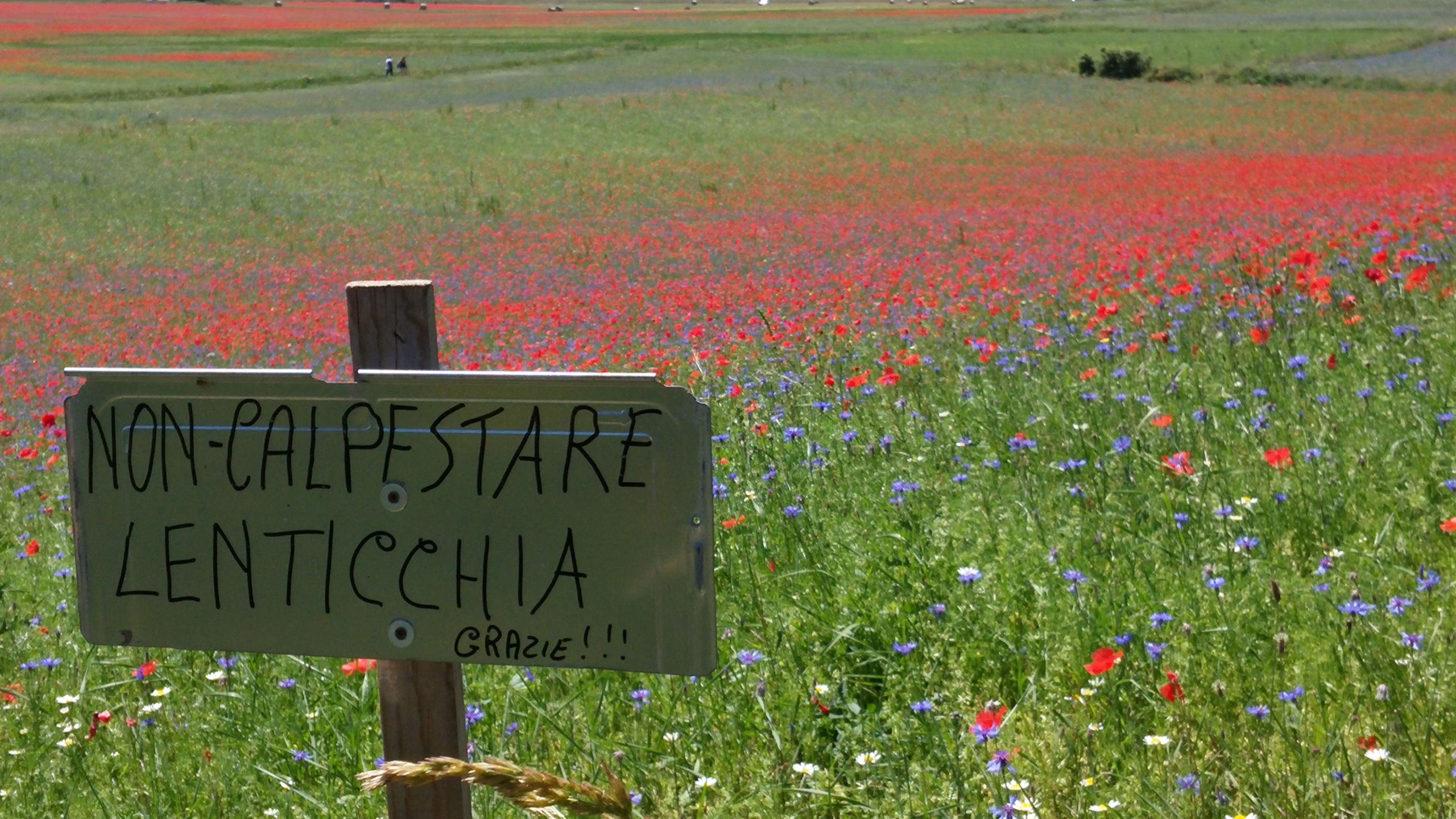 Cartello “Non calpestare lenticchia” tra i fiori della Piana di Castelluccio di Norcia.